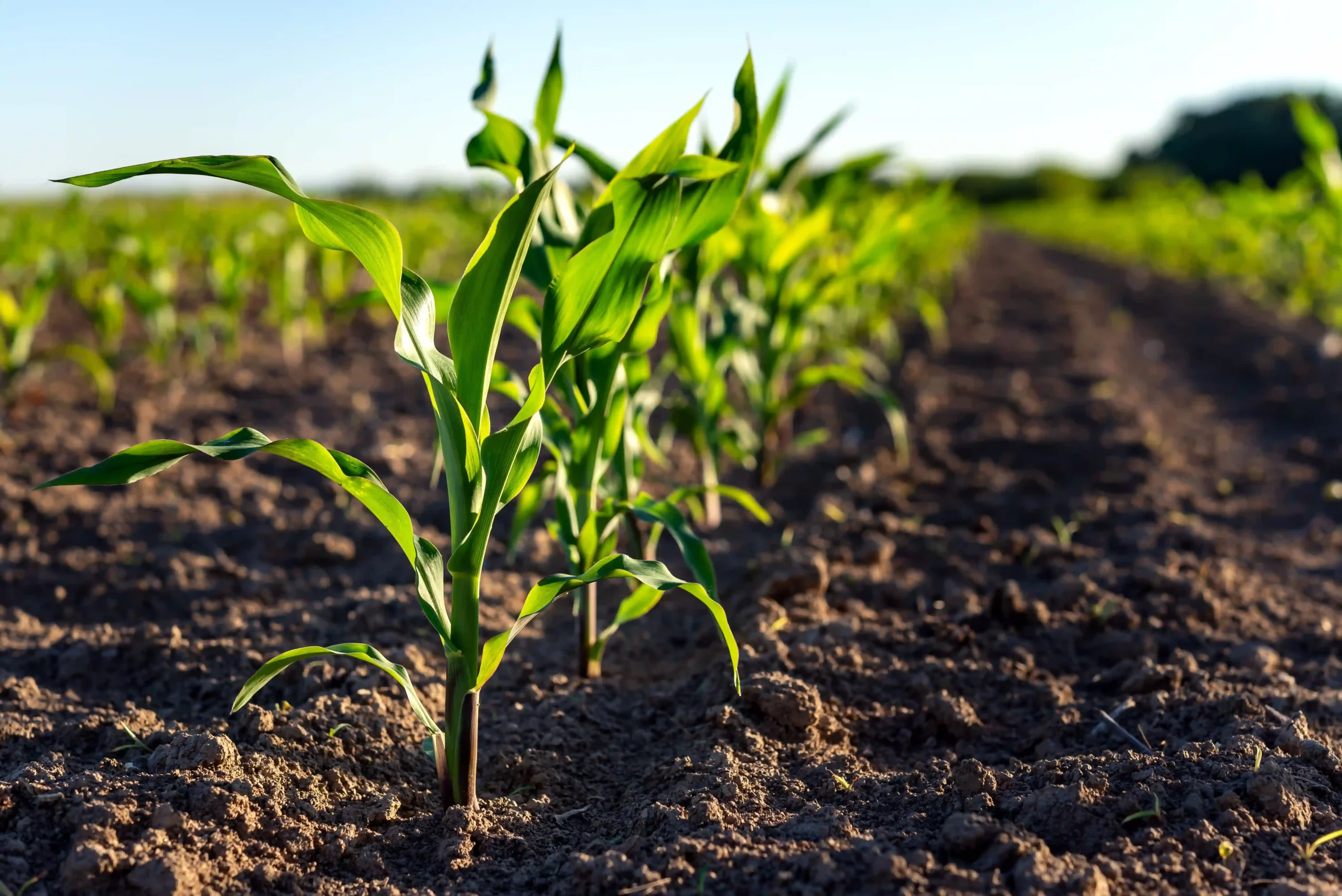 Blog-AgriQ_Agricultura-regenerativa_Creditos-Shutterstock-scaled